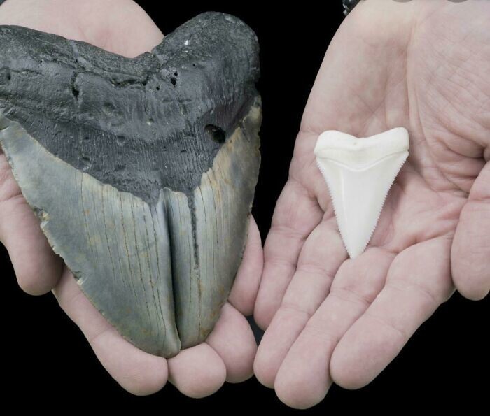 30. Зуб мегалодона и зуб акулы