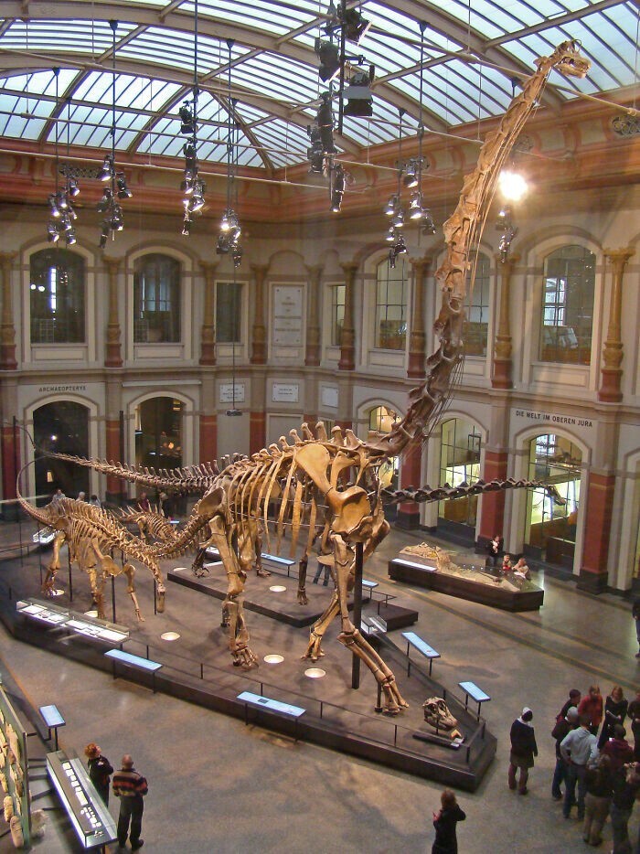 20. Скелет брахиозавра