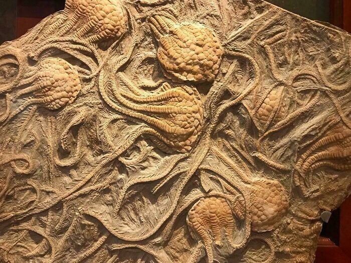 23. Окаменелости морских лилий возрастом 250 миллионов лет