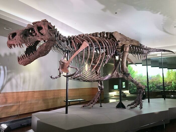 28. Сью, самый большой тираннозавр, найденный на данный момент — сохранилось 90% скелета