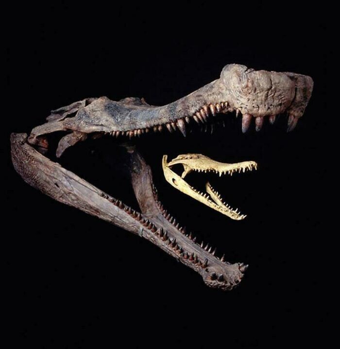 14. Сравнение черепа саркозуха и нильского крокодила