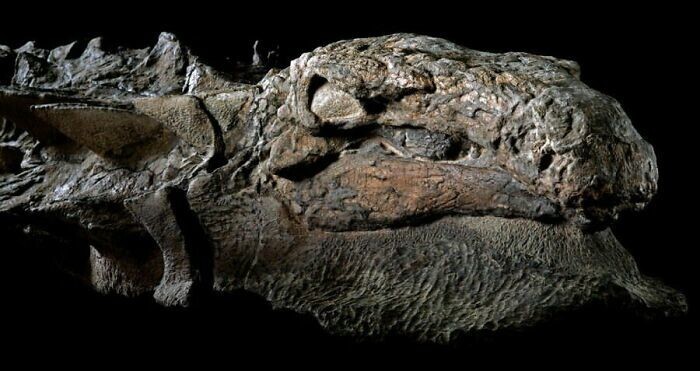 6. Это не окаменелость, это мумия динозавра