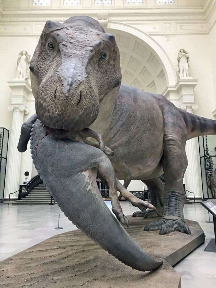 19. Реконструкция тираннозавра по прозвищу Сью в музее Филда в Чикаго
