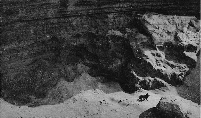 13. Последняя фотография дикого берберийского льва, 1924 год