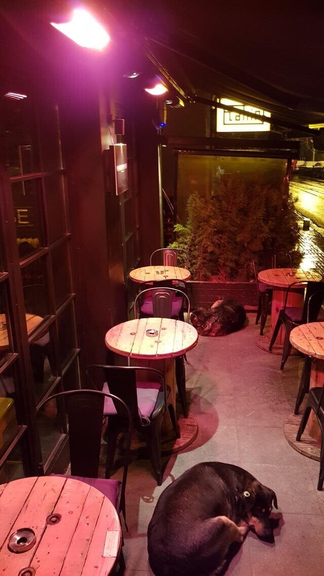 В баре на ночь оставляют включенными обогреватели, чтобы бродячие собаки не замерзали