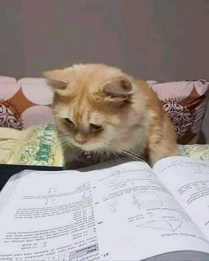 Кот-учёный