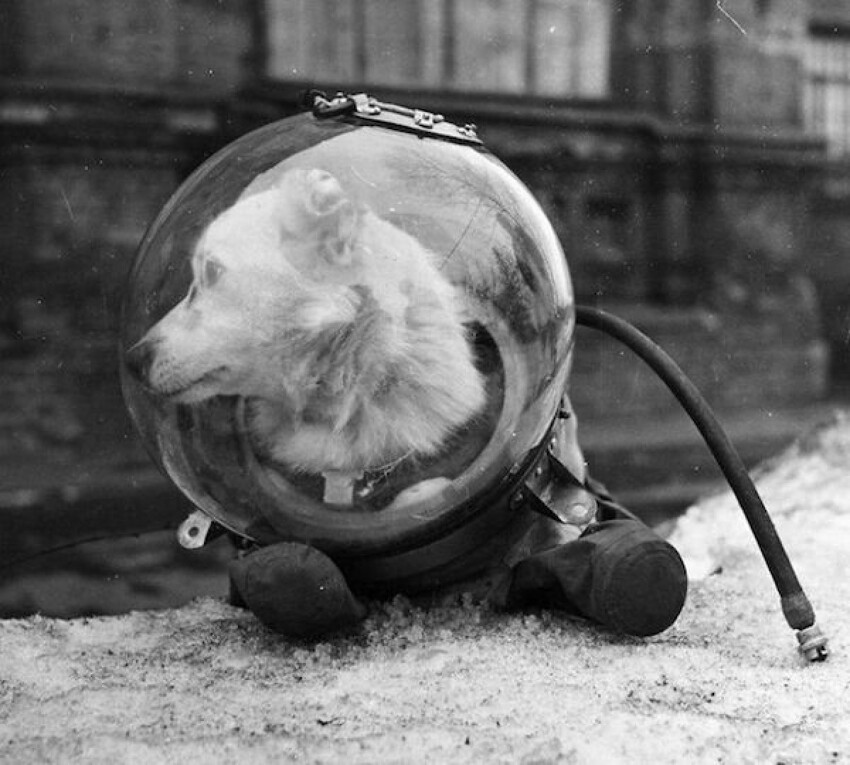 Знаменитая собака Белка, совершившая полёт в космос в 1960 году.