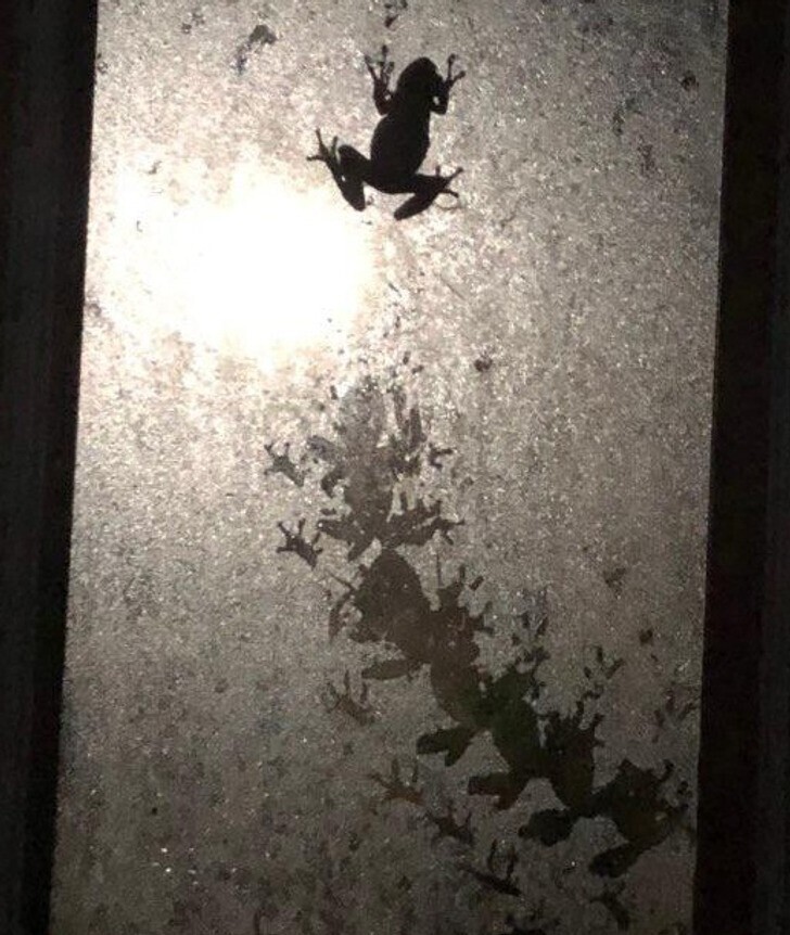 Путешествие лягушки по стеклу