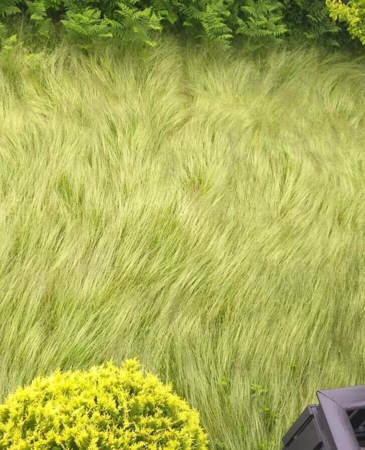 Сильный ветер "уложил" траву во дворе