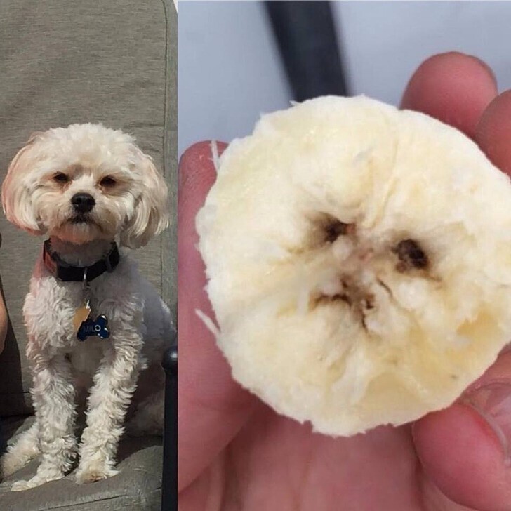 "Этот кусок банана выглядит как наша собака"