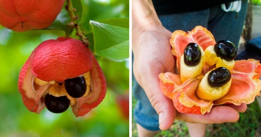 Необычные, но вполне реальные фрукты и ягоды