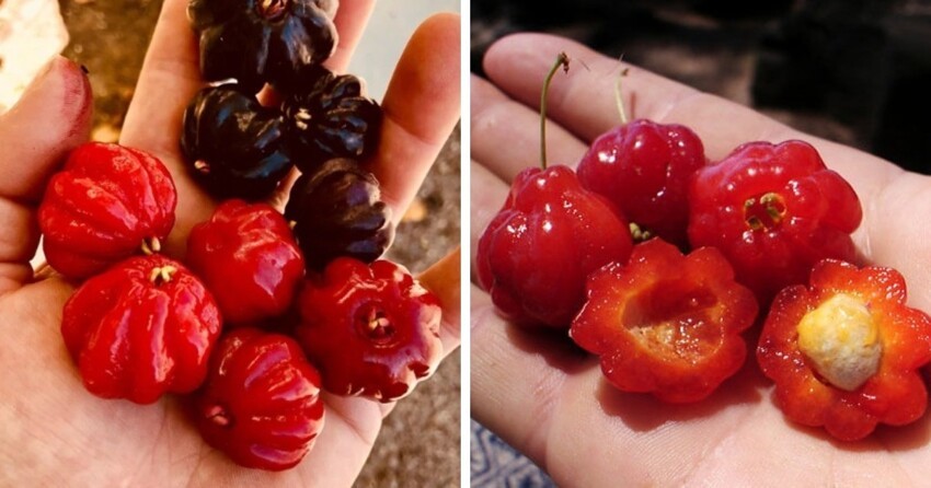 Необычные, но вполне реальные фрукты и ягоды