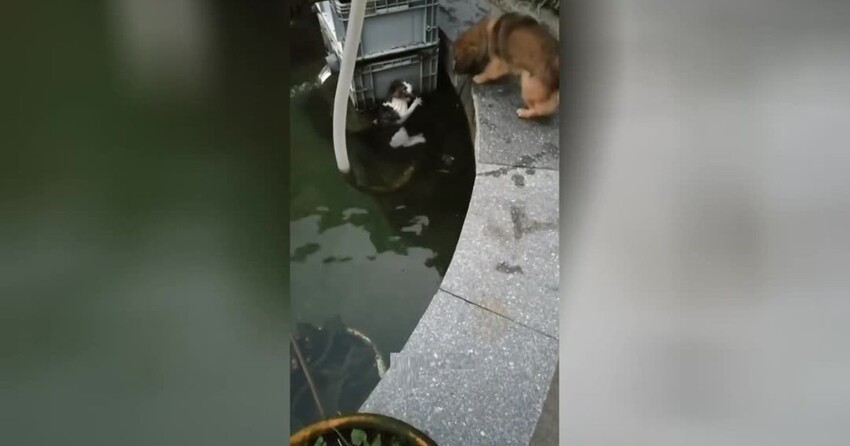 Смелый щенок спас кота, который упал в воду
