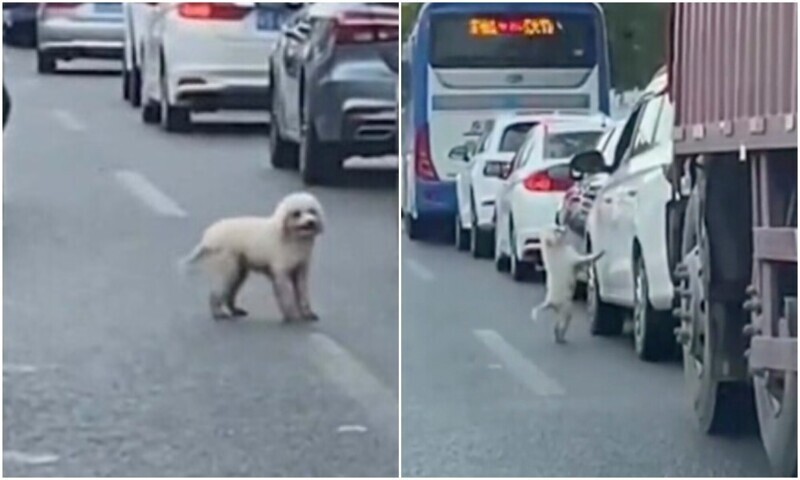 В Китае хозяин выбросил собаку из машины на оживлённой дороге