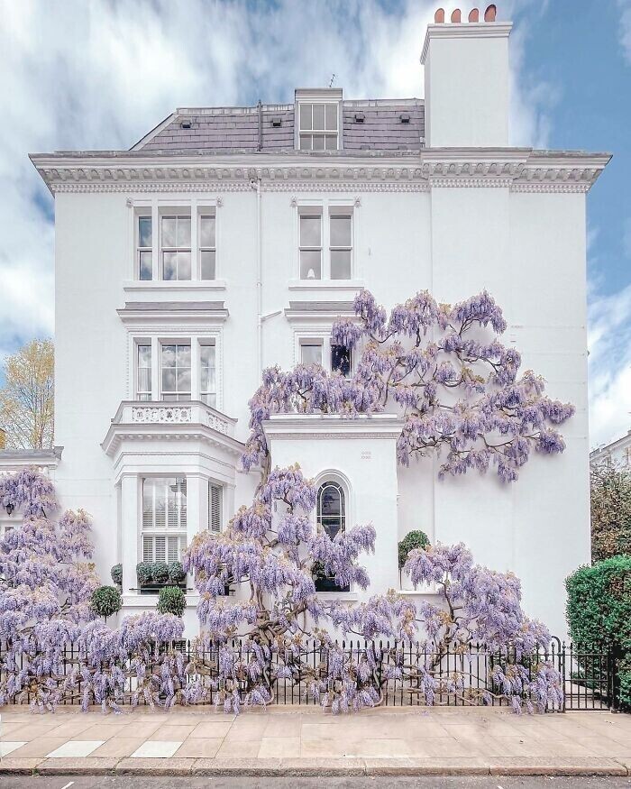20. Террасный дом, украшенный глицинией на Аргайл-роуд, Кенсингтон, Лондон, Великобритания