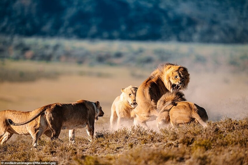В мире животных: лев попытался познакомиться с самкой, но это не понравилось ее братьям