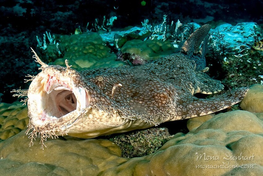 Бородатый воббегонг: Это акула. Хотя больше смахивает на огромный хищный ковёр со дна океана