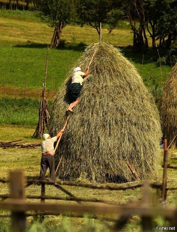 Солянка