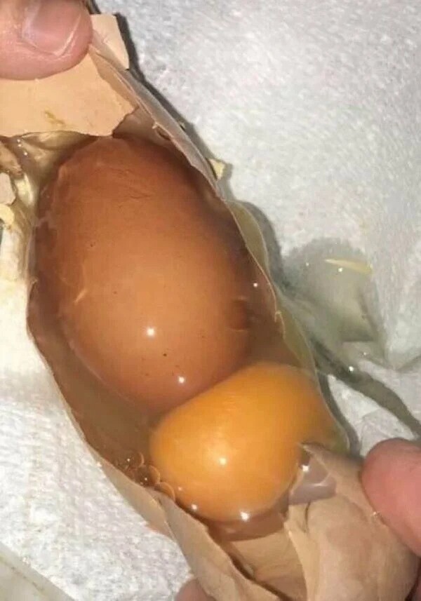 "Одна из наших кур  снесла большое яйцо с другим яйцом внутри"