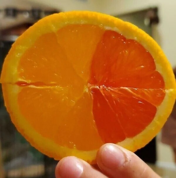 А вы какие апельсины любите - желтые или оранжевые?