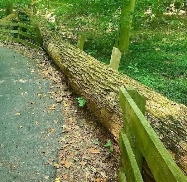 Упавшее дерево разрушило забор, при этом идеально заменив его