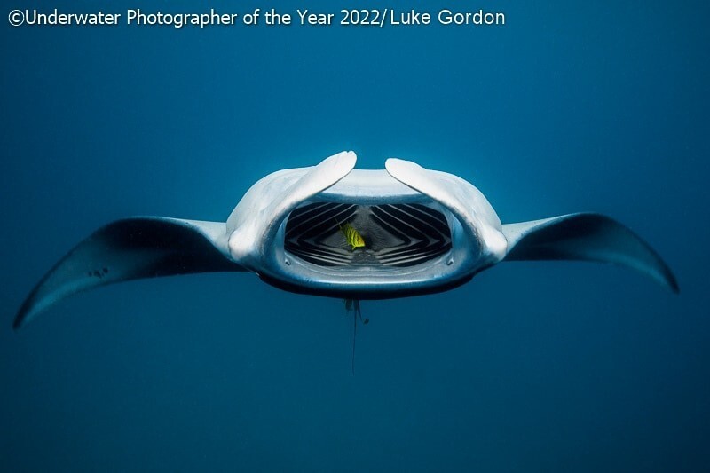 19 фото с конкурса подводных снимков