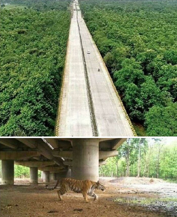 В Индии построили дорогу через лес на небольшой высоте, чтобы под ней могли проходить дикие животные
