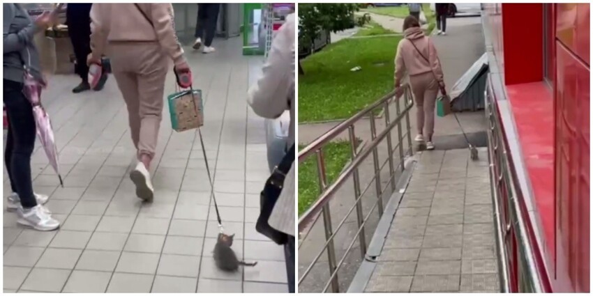 "Слышь, овца!": москвичка грубо протащила котёнка по супермаркету и чуть не огребла от посетителей