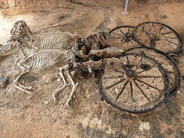 Фракийская колесница со скелетами лошадей возрастом 2000 лет