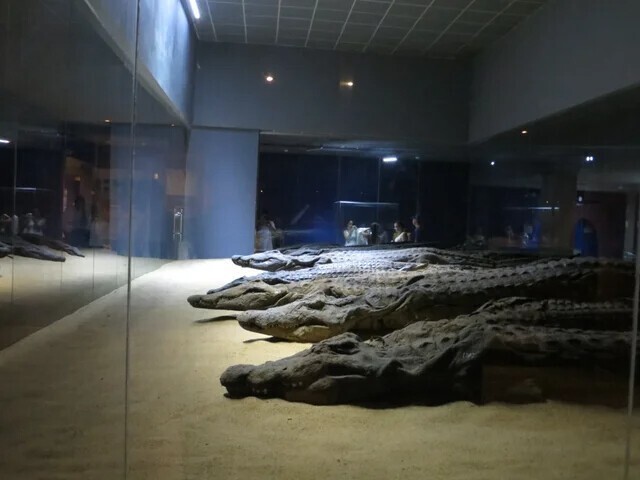 Более 300 мумифицированных крокодилов были найдены в древнеегипетском храме Ком Омбо,  посвященном Собеку и Гору