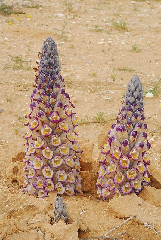 Cistanche tubulosa (Cistanch phelypaea, Desert Hyacinth, Dhanon, Dhanoon, Lathraea phelypaea)