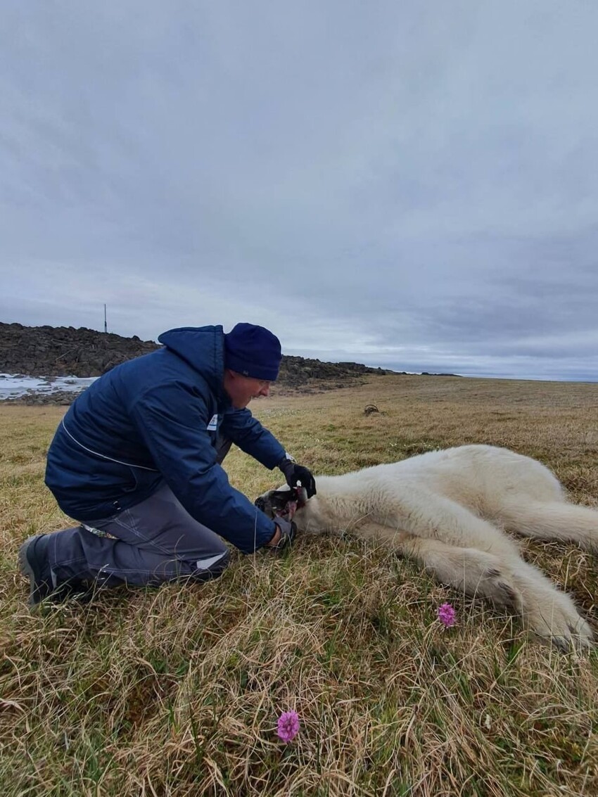 Белого медведя из Красноярского края спасли - теперь ему ничего не угрожает