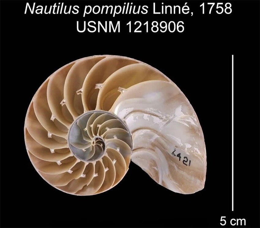 Наутилус помпилиус: Последняя в своём роде живая подлодка. По строению она похожа на галактику!
