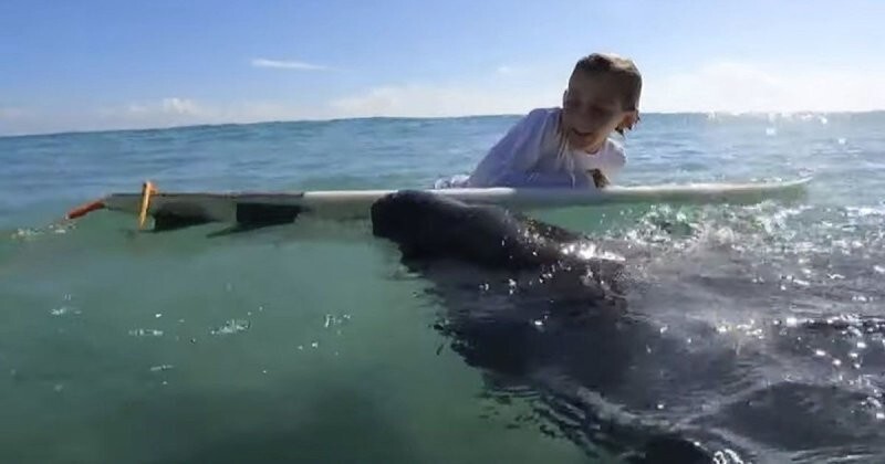 Игривый ламантин попытался украсть доску для серфинга у мальчика на пляже Флориды