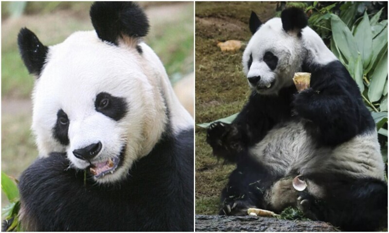 В Гонконге скончалась старейшая панда в мире