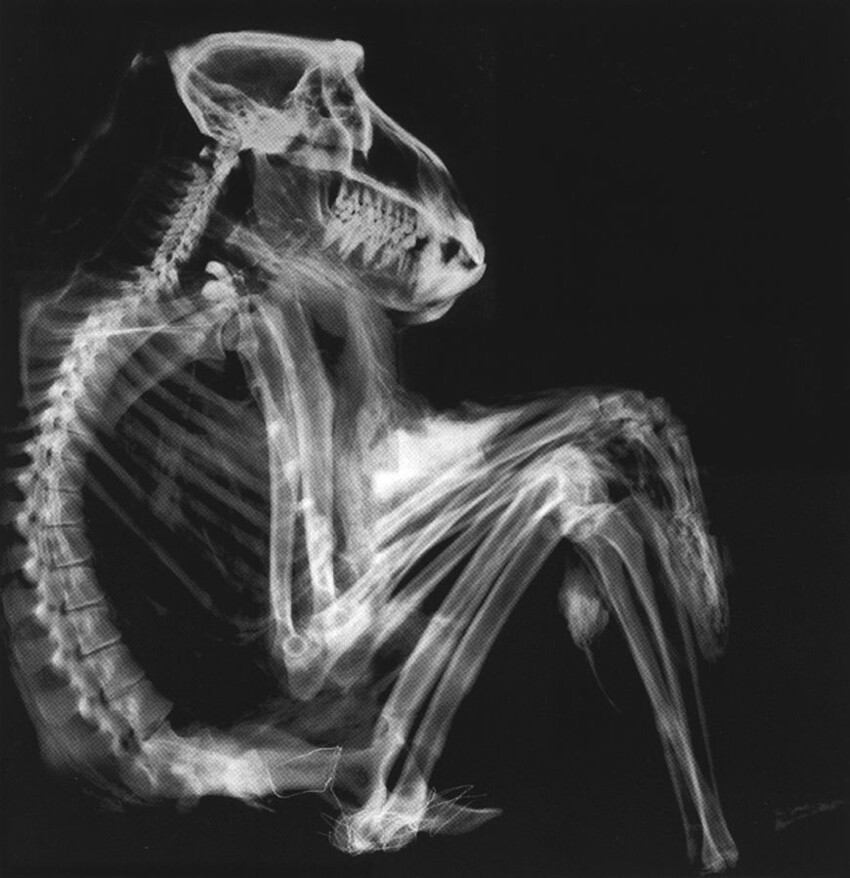18 занятных рентгеновских снимков