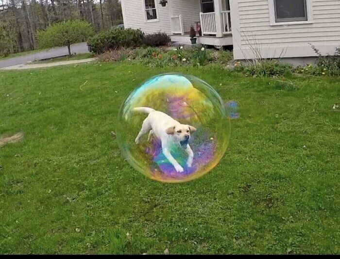 Собака в мыльном пузыре