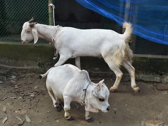 "Рани", 50-сантиметровая корова из Бангладеш. Самая маленькая корова в мире