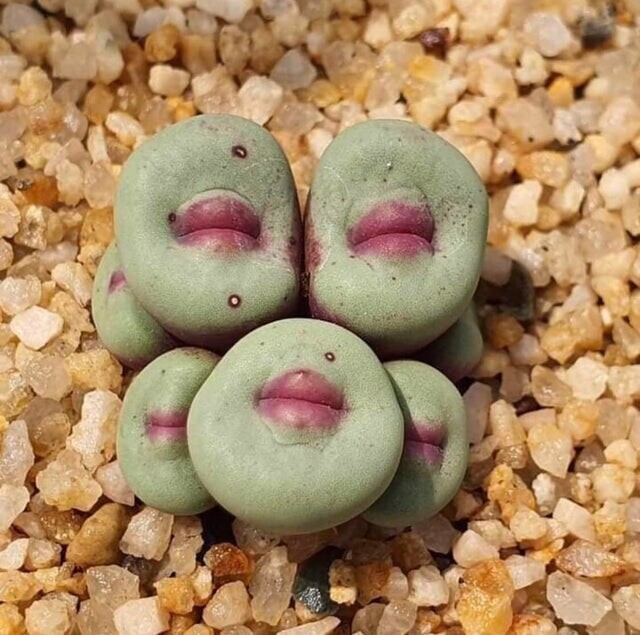 Conophytum pageae, небольшой суккулент, родом из Южной Африки и Южной Намибии