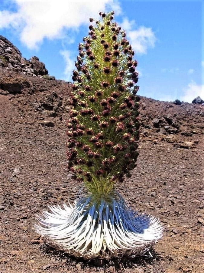 Это растение можно увидеть только в Нейризе, Иран. Это чрезвычайно редкое растение. Местные жители называют его"сабр", что означает терпение. Цветение занимает около 7 лет, а затем оно умирает. Научное название Argyroxiphium