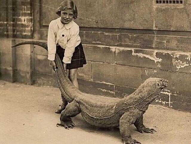 Девочка позирует с драконом Комодо в Лондонском зоопарке 1930 год