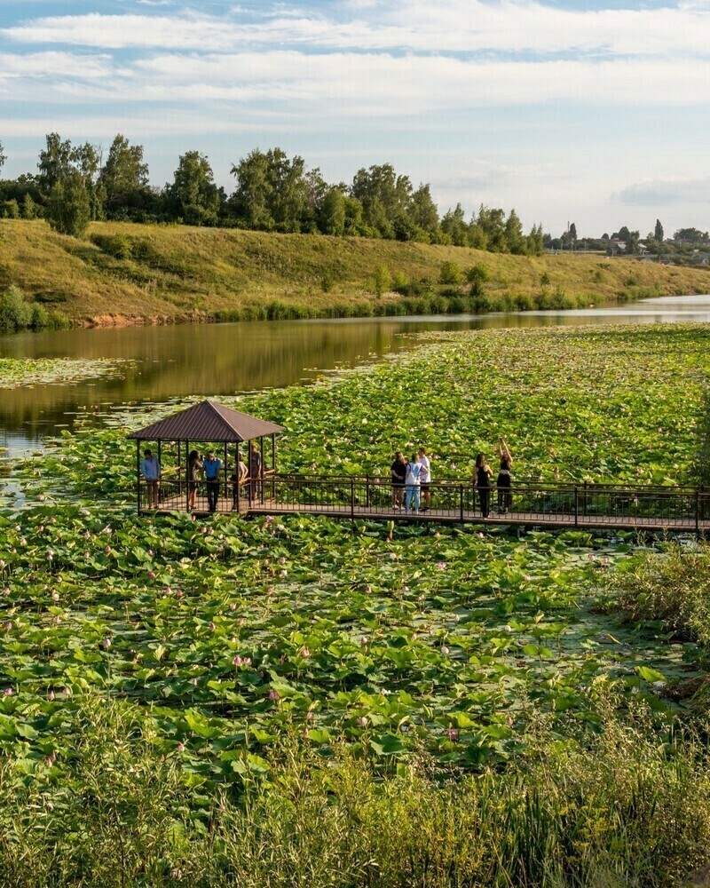 11 мест в России, где можно увидеть лотосы