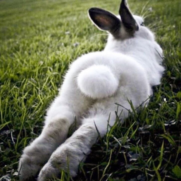 Кролики - единственные млекопитающие, у которых нет подушечек на лапах, вместо них просто мех
