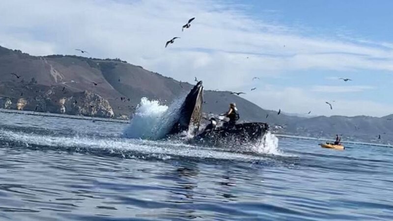 Шокирующий момент: горбатый кит чуть не проглотил двух женщин