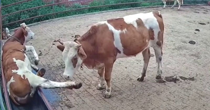 Корова попала в ловушку: разборки за поилку