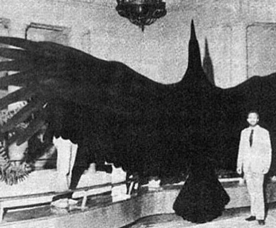 18. Аргентавис, древняя птица в 10 раз больше человека, размах крыльев 7,5 метров. Вымерла 5 млн лет назад