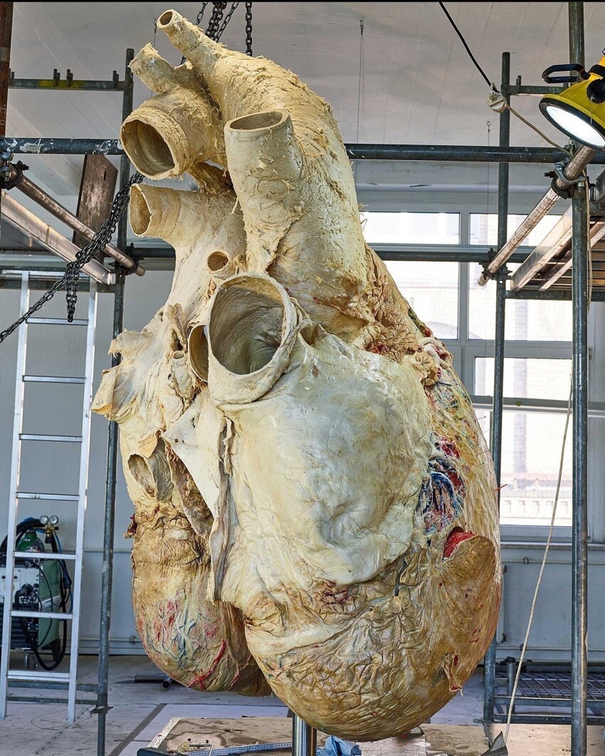 26. Сердце голубого кита, вес 182 кг