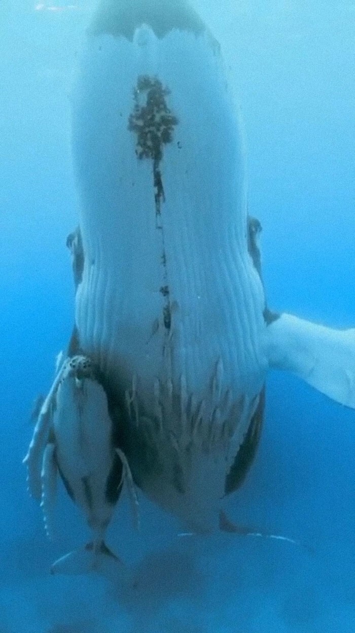 5. "Самка горбатого кита и ее детеныш в позиции, которая называется «эшелон»"