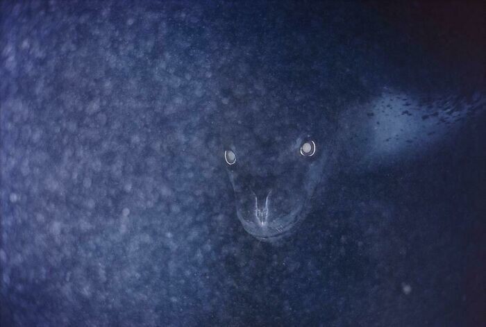 26. "Фотография морского леопарда, сделанная в темных глубинах. Единственный противостоящий ему хищник — косатка"