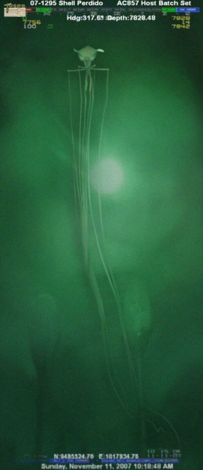 30. Фотография кальмара Магнапинна, сделанная компанией, занимающейся глубоководным бурением. Они живут так глубоко в океане, что о них почти ничего не известно